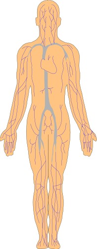 Rear cross section of the body showing arteries; Anatomy