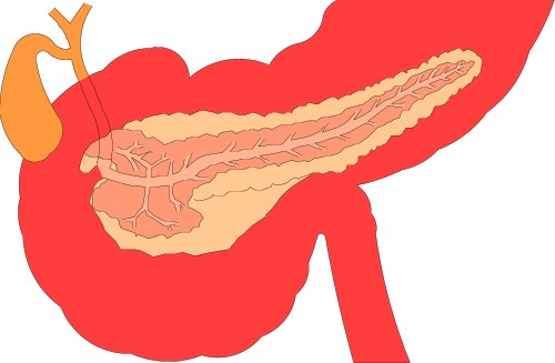 Anatomy: Internal organ