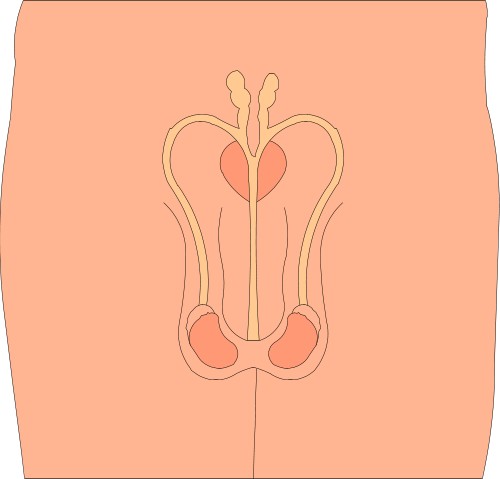 Male reproductive organs; Cutaway, Human, Organ, Sex
