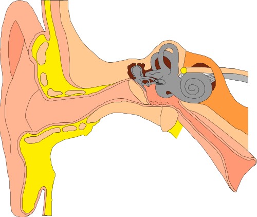 Diagram of human ear; Human, Ear