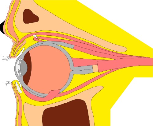 Cross section through human eye; Eye, Human