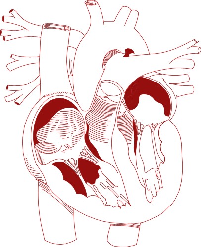 Cross section of human heart; Anatomy