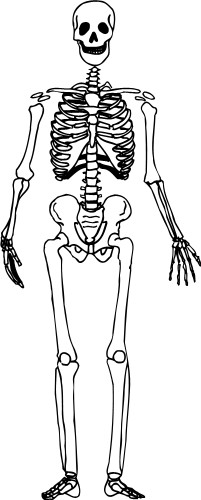 Human Skeleton; Anatomy