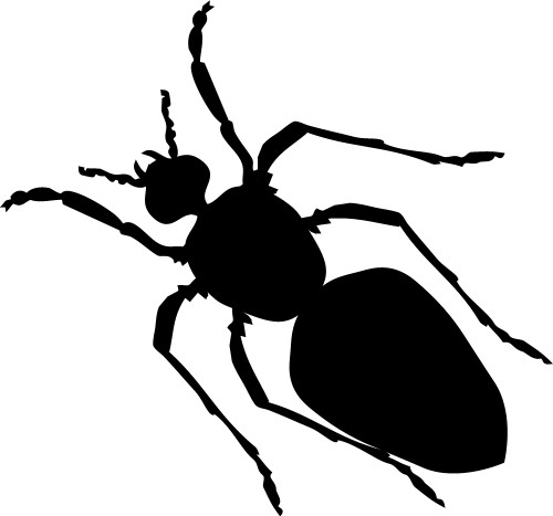 Ant; Insect, Colony, Antennae, Silhouette