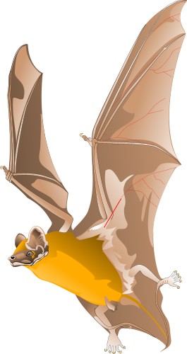 Flying bat; Bat, Mammal, Wing