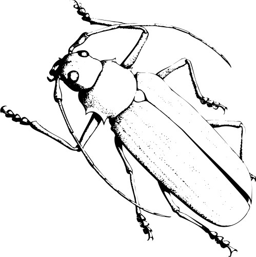 Beetle; Insect, Beetle, Antennae, Legs