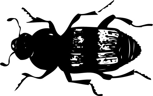 Beetle; Insect, Antennae, Legs