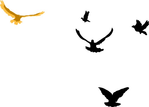 Animals: Birds circling in the sky