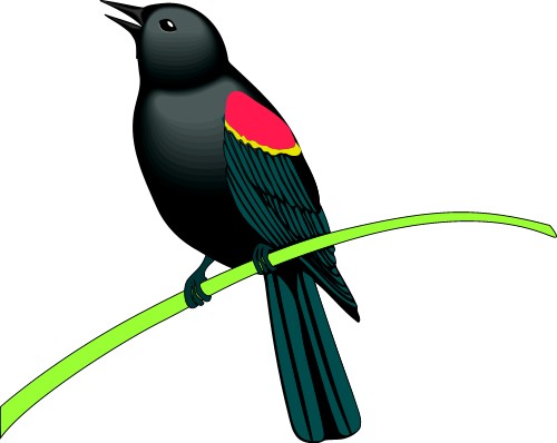 Blackbird; Bird, World, Totem, Blackbird