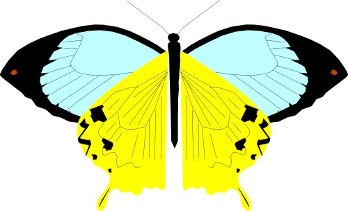 Tropical butterfly; Buterfly, Wing