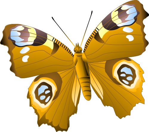 Peacock butterfly; Buterfly, Wing