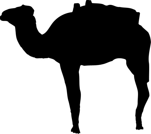 Camel; Animal