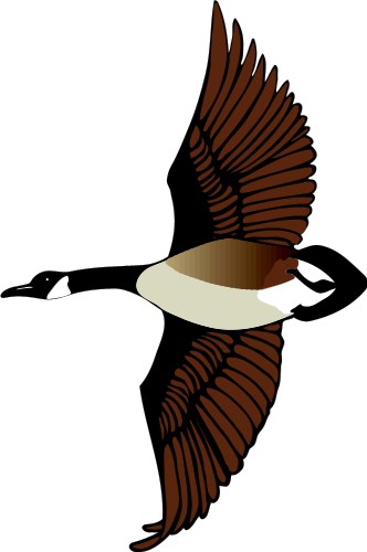 Canada Goose; Bird, World, Totem, Canada, Goose