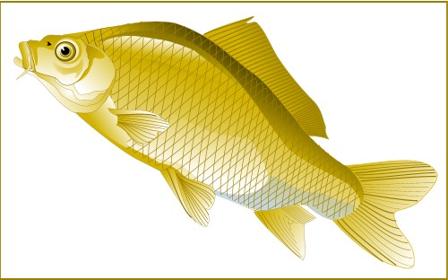 Golden Carp; Carp, Freshwater