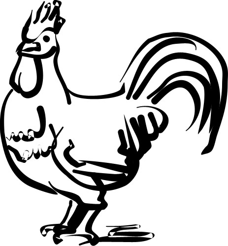 Cockerel; Chicken
