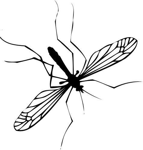 Cranefly; Insect, Fly, Flying, Antennae, Legs