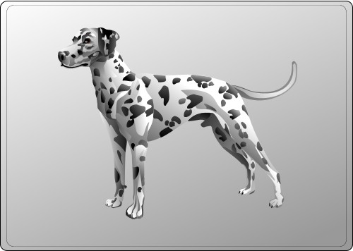 Dalmatian or spotty dog; Dalmatian, Dog, Domestic, Mammal
