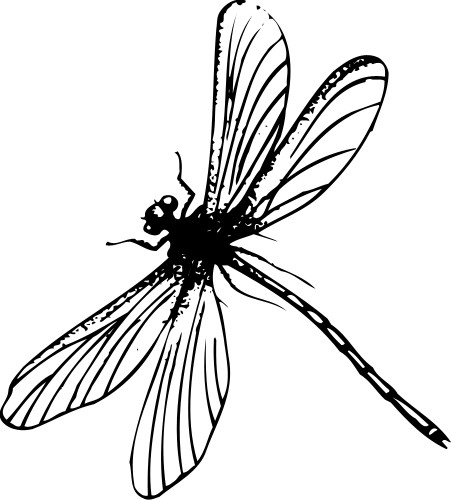 Dragonfly; Insect, Flying, Wings, Antennae, Water