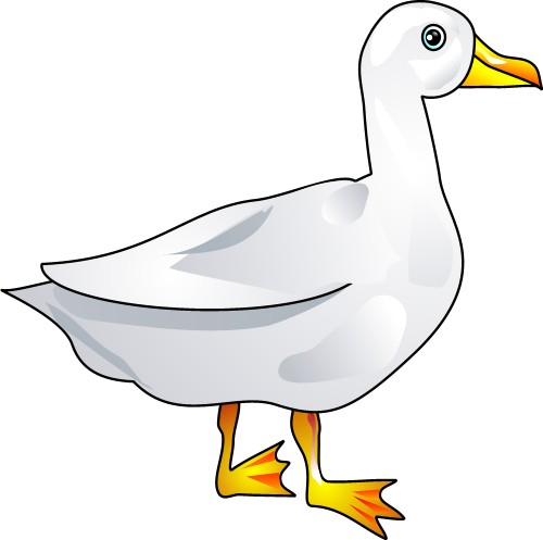Animals: Large white duck