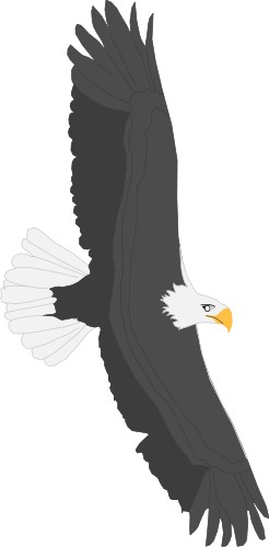 American Eagle soaring through the air; Animals
