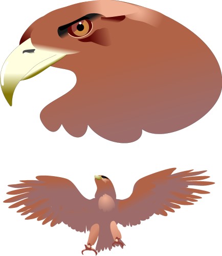 Golden Eagle in flight; Animals
