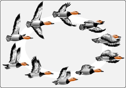 Animals: Series of ducks in flight