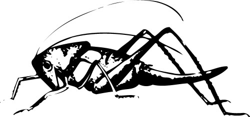 Grasshopper; Insect, Legs, Green, Antennae, Locusts, Crickets