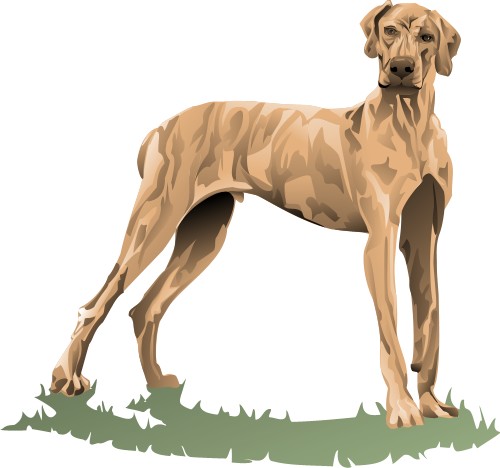 Great Dane; Dog, Mammal, Domestic