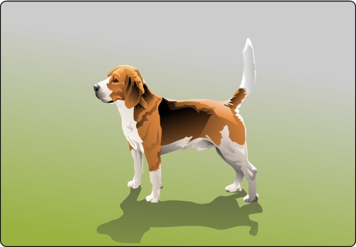 Beagle; Hound, Dog, Domestic, Mammal, Working