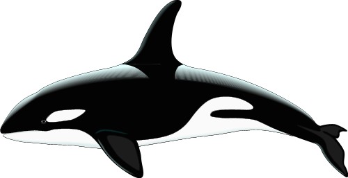 Killer Whale; Animal, Fish, Totem, Killer, Whale