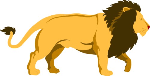 Male lion walking; Lion, Cat, Mammal