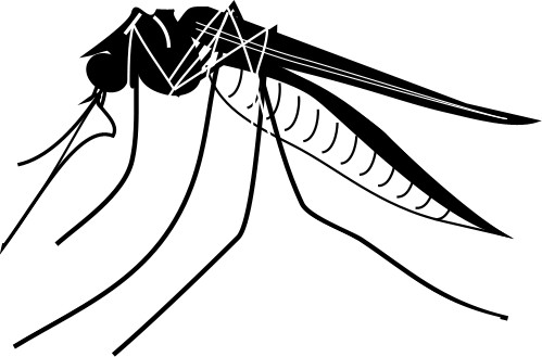 Mosquito; Insect, Malaria, Quinine, Legs, Antennae, Biting