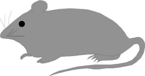 Mouse; Mouse, Rodent, Mammal