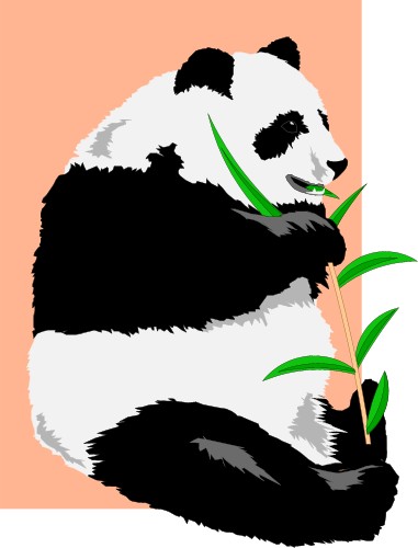 Animals: Giant panda eating bamboo shoots
