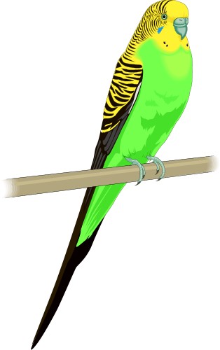 Parakeet; Bird, World, Totem, Parakeet