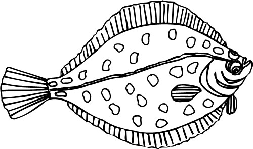 Plaice; Flat, Sea, Water, Outline, Fish