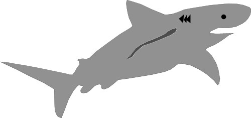 Great White shark; Shark, Saltwater