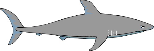 Shark; Carnivore, Water, Fish