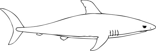 Shark; Outline, Carnivore, Water, Fish