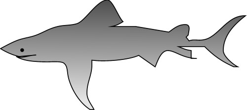 Shark; Carnivore, Water, Fish