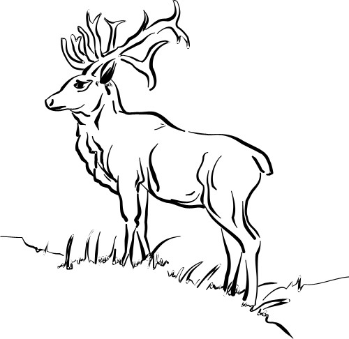 Stag; Deer, Antler, Animal