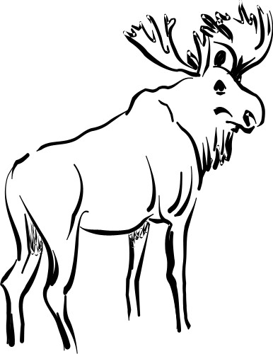 Stag; Deer, Antler, Male, Animal