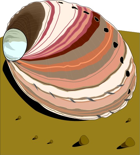 Seashell; Crustacean, Nautical, Totem, Seashell