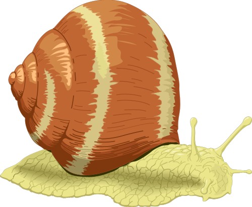 Crustace: Snail