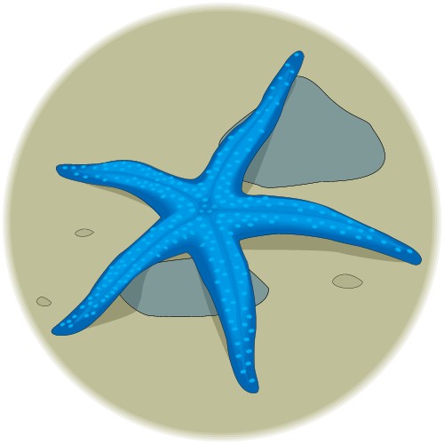 Starfish; Crustacean, Nautical, Totem, Starfish