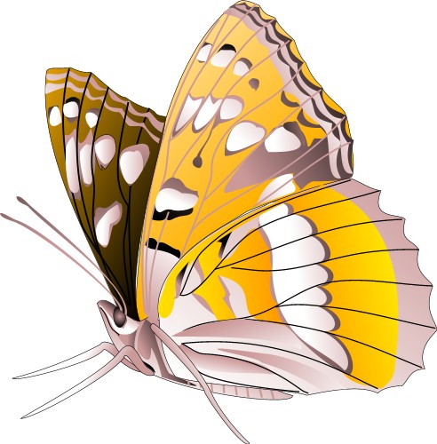 Corel Xara: Butterfly
