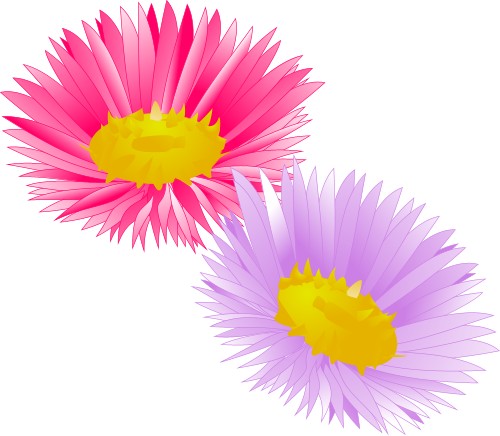 Erigeron; Flower, Plant