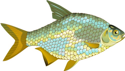 Silver Bream; Bream, Freshwater, Fish
