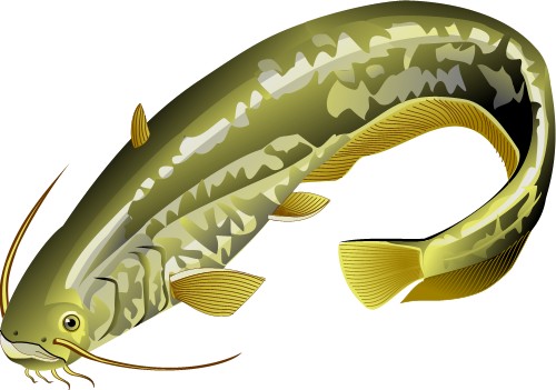 European Catfish; Corel Xara