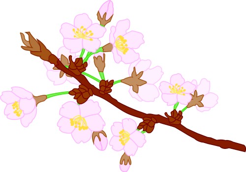 Japanese Cherry Blossom; Asia, Plant, Matsuri, Graphics, Japanese, Cherry, Blossom